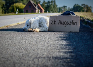 Ein Hund liegt am Straßenrand, davor ein Pappschild, auf dem "St. Augustin" geschrieben steht.